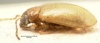 Media type: image;   Entomology 18467 Aspect: habitus lateral view